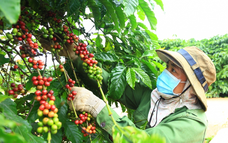 Ngành cà phê: Thách thức từ EUDR và định hướng phát triển bền vững