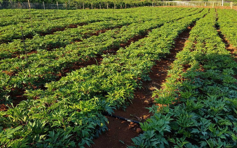 Điều kiện chuyển mục đích sử dụng đất nông nghiệp