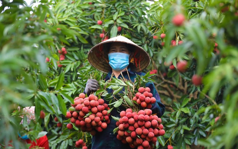 Bắc Giang sẵn sàng cho vụ vải thiều 2025