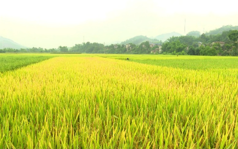 Viên chức có được nhận thừa kế đất lúa?