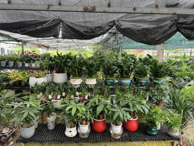 Ngành hoa, cây cảnh có dư địa tăng trưởng lớn  - Ảnh 1.