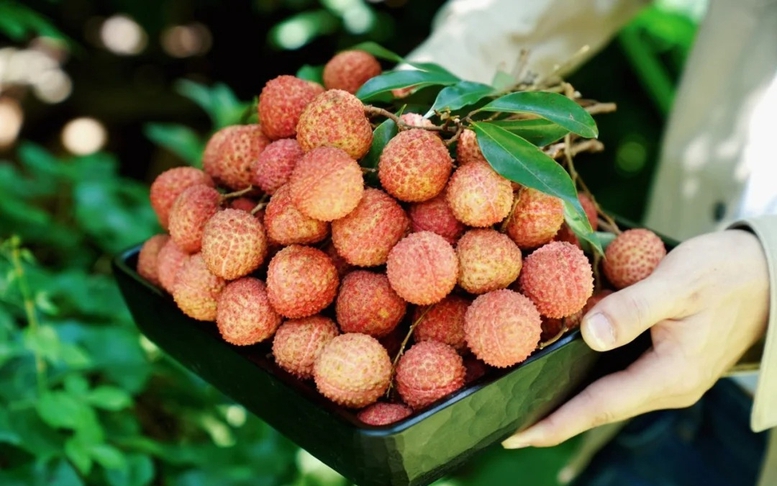 Tăng giá trị vải thiều bằng ứng dụng công nghệ