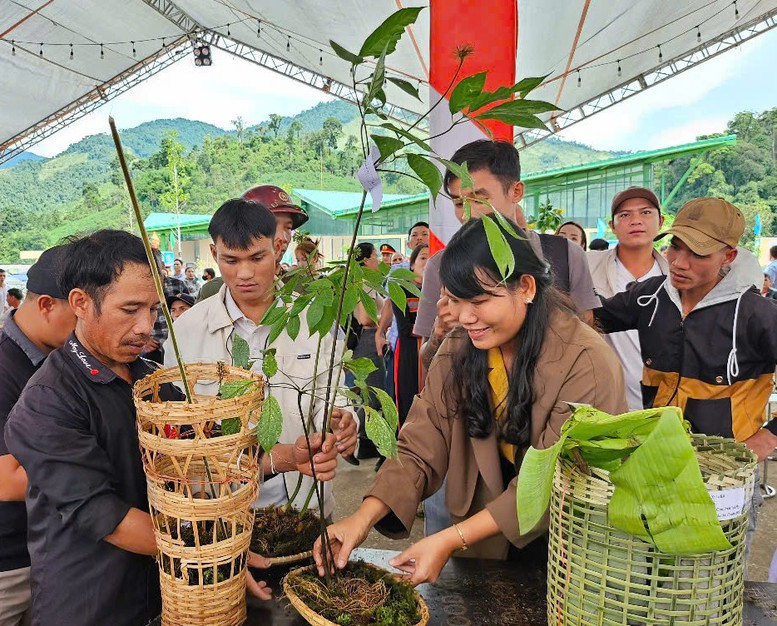 'Tri thức dân gian về sâm Ngọc Linh' là Di sản Văn hóa phi vật thể quốc gia- Ảnh 1.