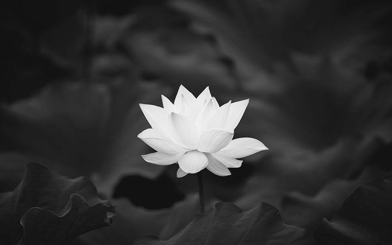 Nguyên Chủ tịch nước Trần Đức Lương từ trần