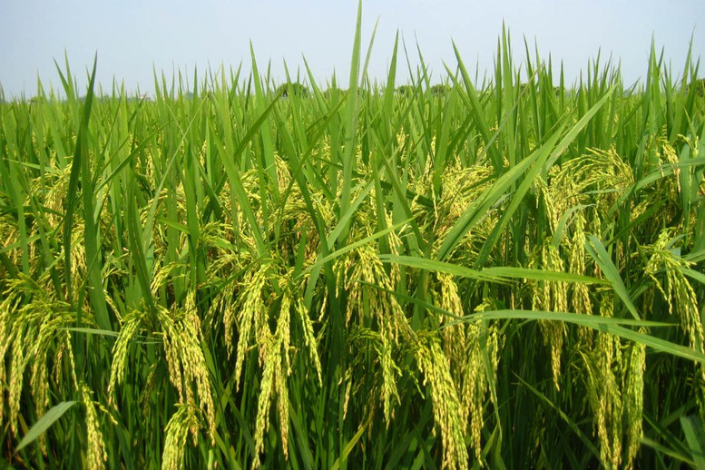 Chủ động phòng dịch cho lúa Xuân tại Đồng bằng sông Hồng- Ảnh 1.