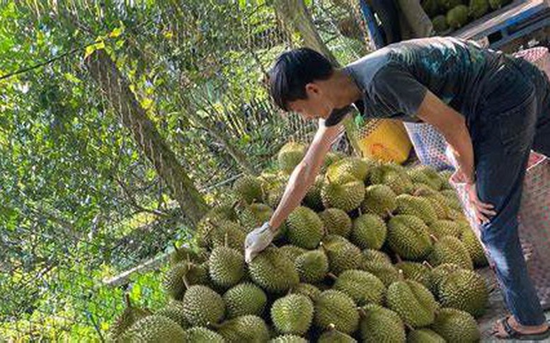 Lối mở cho phát triển bền vững ngành sầu riêng