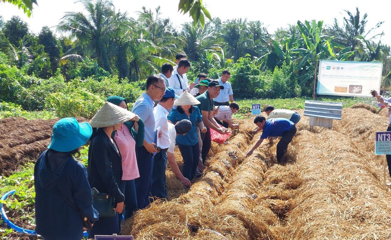 Biến rơm rạ thành 'vàng xanh': Công nghệ đột phá từ đồng ruộng- Ảnh 1. Biến rơm rạ thành 'vàng xanh': Công nghệ đột phá từ đồng ruộng- Ảnh 1.