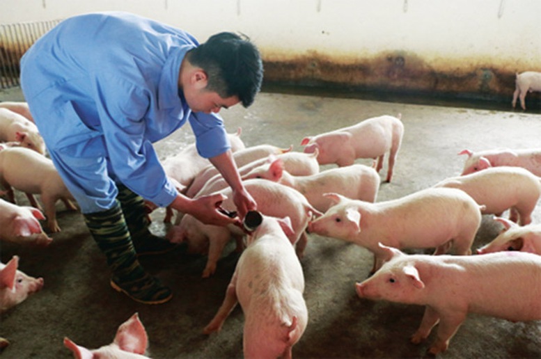 Xuất cấp vắc xin Lở mồm long móng cho 30 địa phương- Ảnh 1.