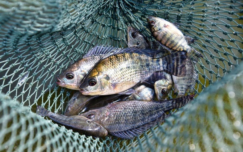 Brazil dỡ bỏ lệnh cấm nhập khẩu cá rô phi của Việt Nam