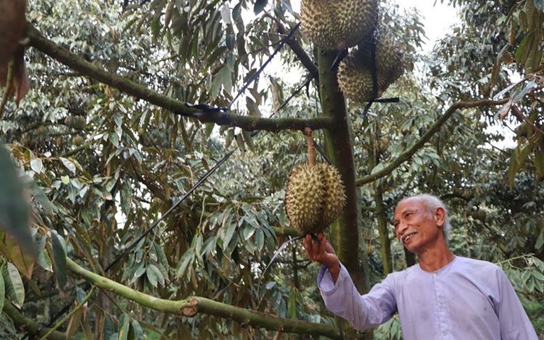 Cần chiến lược phát triển bền vững sản phẩm sầu riêng