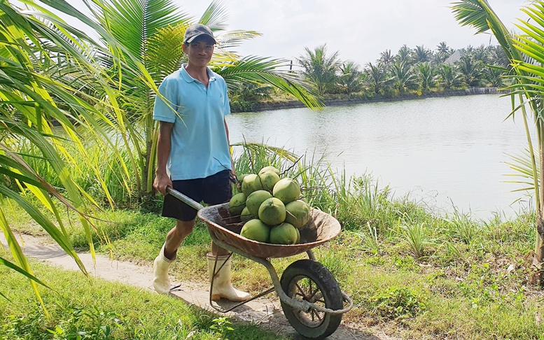 Cần chiến lược cho phát triển ngành dừa- Ảnh 1.