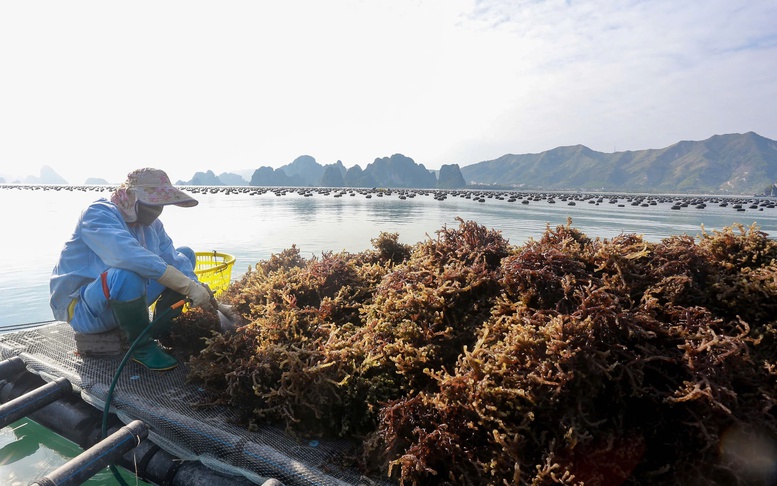 Phát triển các ngành hàng nông, lâm, thủy sản dựa trên sự đa dạng thị trường