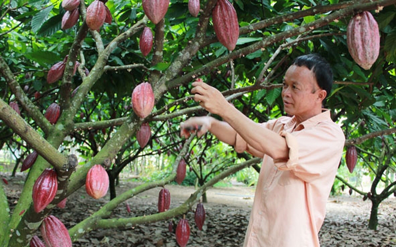 Phát triển ngành ca cao: Giữ vững lợi thế "hương vị hảo hạng" - Ảnh 3.