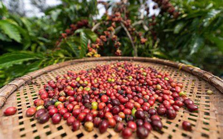 Chủ động thích ứng để giữ tăng trưởng bền vững cho ngành cà phê