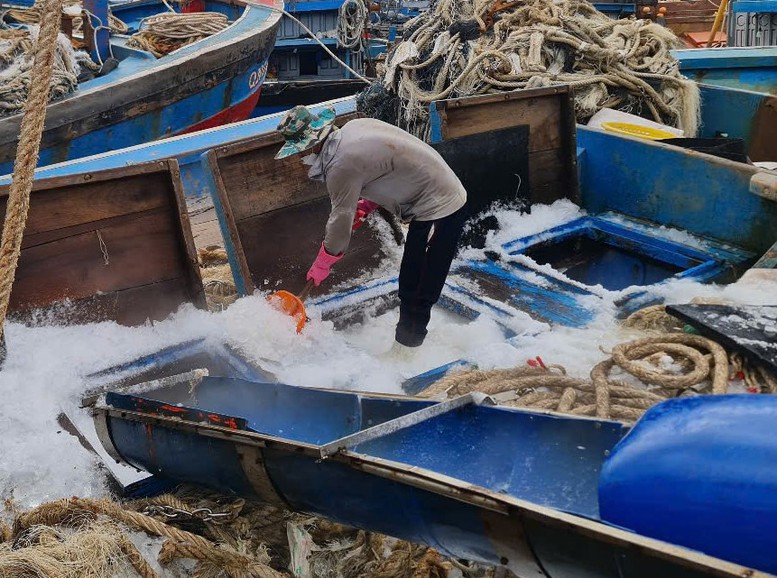 Quảng Nam tăng tốc chống khai thác IUU, sẵn sàng đón Đoàn thanh tra EC lần thứ 5- Ảnh 2.