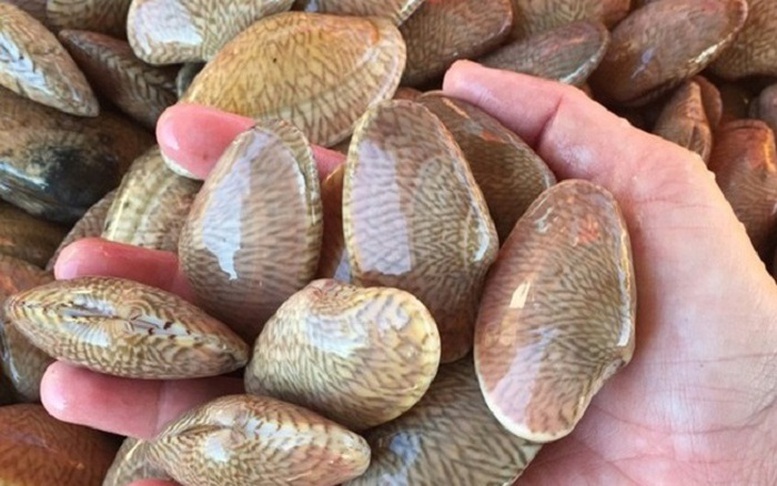 Xuất khẩu nhuyễn thể có vỏ tăng mạnh, mở rộng thị trường sang Trung Quốc