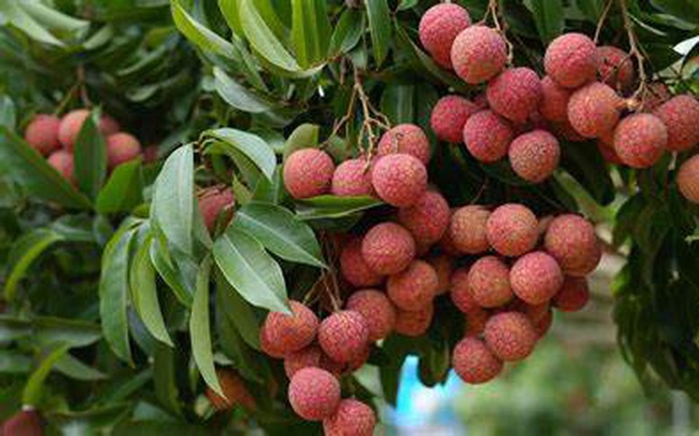Triển vọng được mùa vải, sẵn sàng cho công tác xuất khẩu