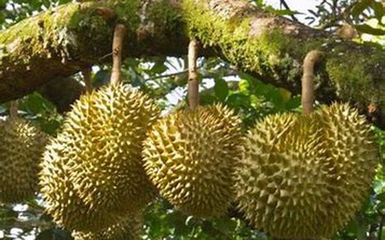 Phát triển sầu riêng bền vững từ giám sát sản xuất, chế biến