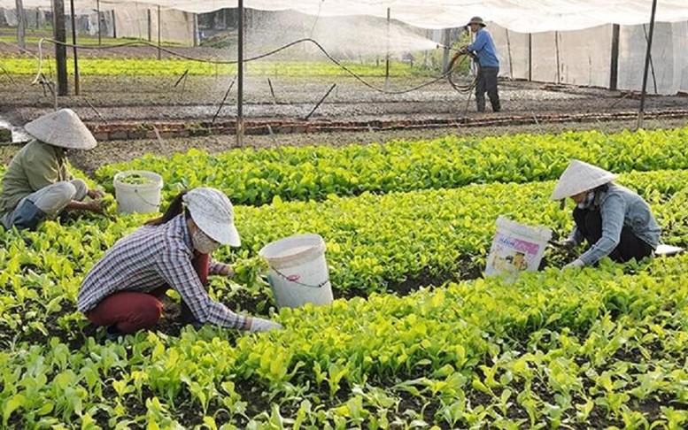 Cách xác định cá nhân có thu nhập chính từ sản xuất nông nghiệp