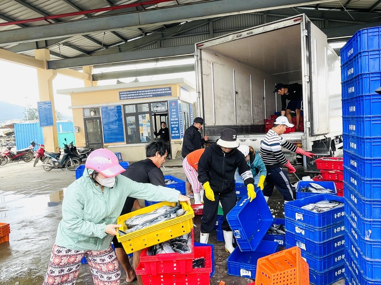 Đà Nẵng siết chặt quản lý 147 tàu cá chưa đủ điều kiện hoạt động- Ảnh 2.