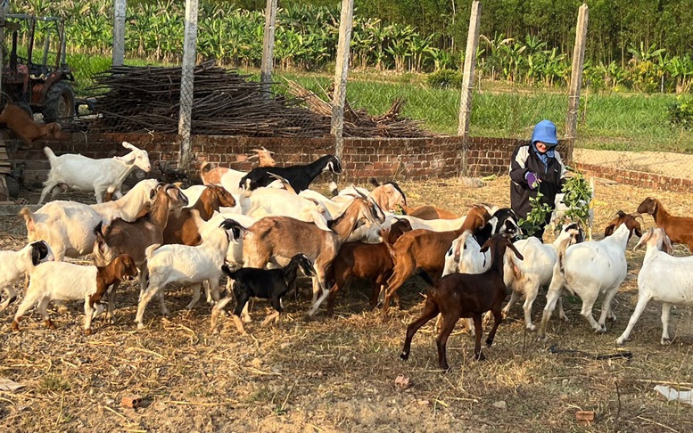 Quảng Ngãi: Tín dụng chính sách hỗ trợ đắc lực giảm nghèo, xây dựng nông thôn mới trên quê hương Đức Phổ
