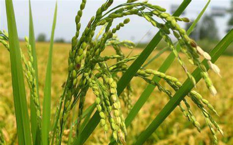 Xây dựng kế hoạch chuyển đổi hệ thống lương thực thực phẩm ở Việt Nam