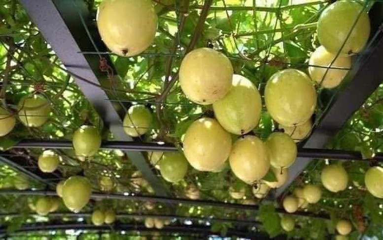 Các Nghị định thư tạo bước tiến cho xuất khẩu nông sản sang thị trường Trung Quốc