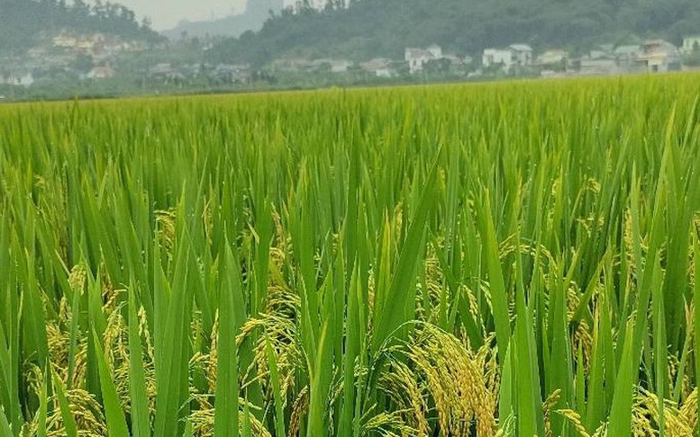 Xây dựng đề án tổng thể cho trồng trọt giảm phát thải