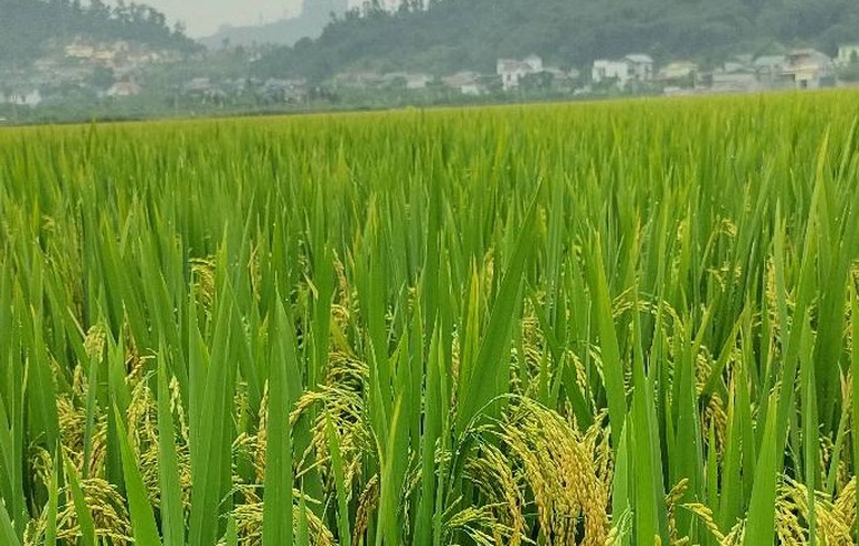 Xây dựng đề án tổng thể cho trồng trọt giảm phát thải- Ảnh 1.