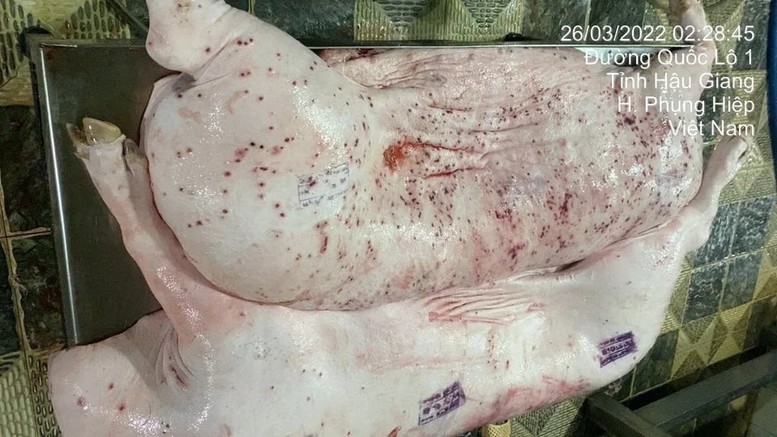 Ngành Nông nghiệp đề nghị Bộ Công an vào cuộc vụ 'C.P. Việt Nam bị tố cáo bán thịt lợn bệnh'- Ảnh 1.
