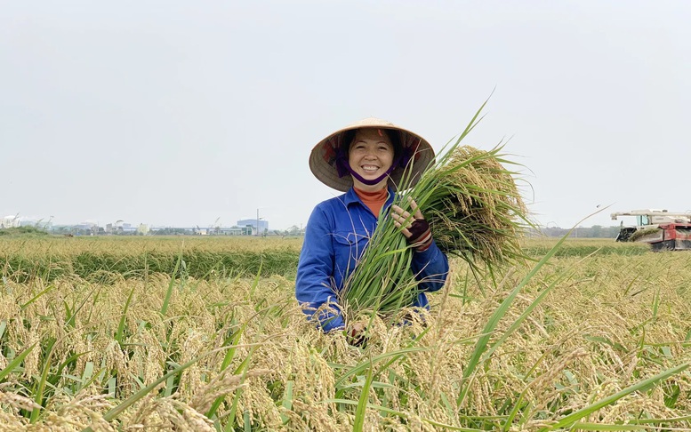Hình thành thương hiệu gạo Việt từ sản xuất xanh, bền vững