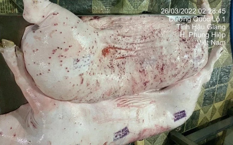 Thông tin mới về kiểm dịch sai sản phẩm lợn bệnh của Công ty C.P. Việt Nam