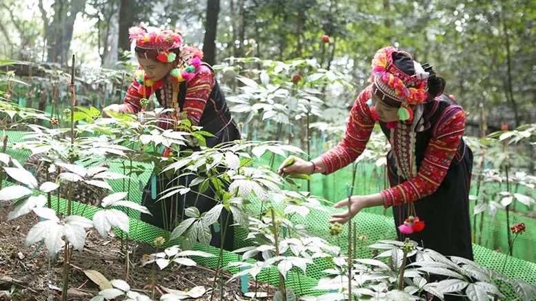 Quy định mới về nuôi, trồng, thu hoạch cây dược liệu trong rừng- Ảnh 1.