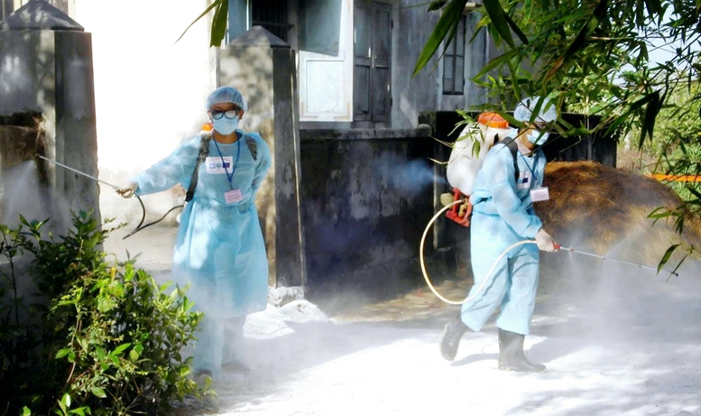 TP. Huế triển khai các biện pháp phòng, chống bệnh liên cầu lợn- Ảnh 1.