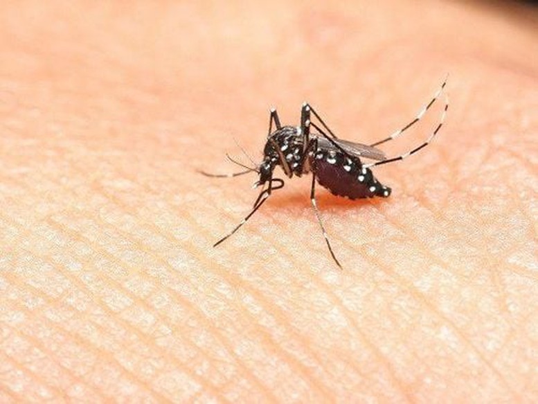 Dịch sốt xuất huyết 'vào mùa' cao điểm- Ảnh 1.