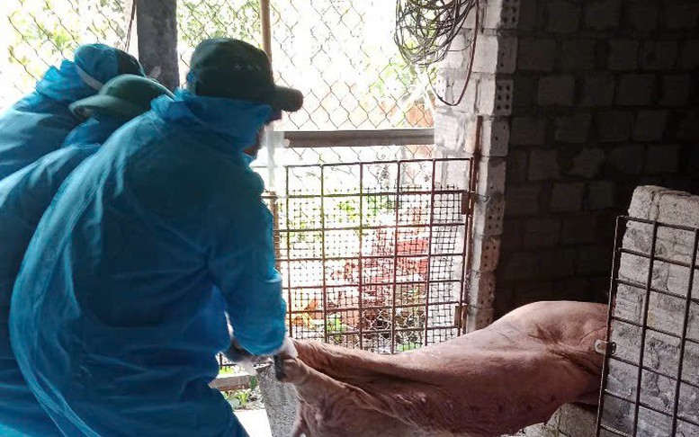 Nhiều địa phương tại Quảng Ngãi ghi nhận các ổ dịch tả lợn châu Phi