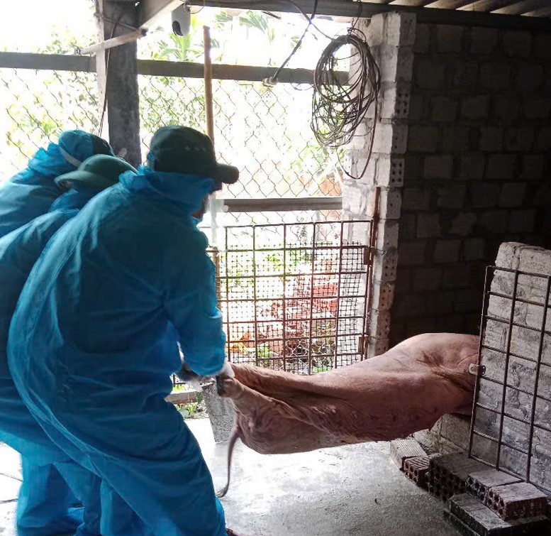 Nhiều địa phương tại Quảng Ngãi ghi nhận các ổ dịch tả lợn châu Phi- Ảnh 1.
