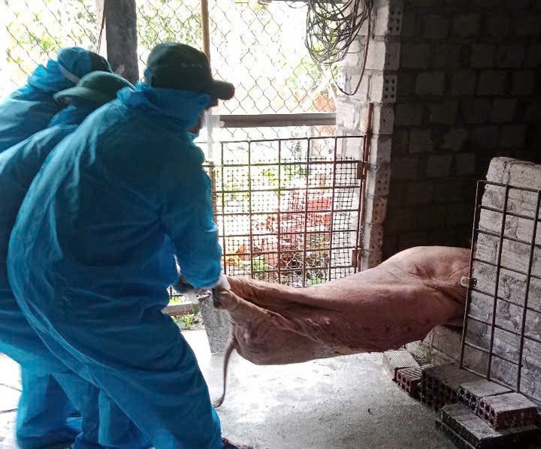 Các địa phương miền Trung khẩn trương kiểm soát, ngăn chặn dịch tả lợn châu Phi- Ảnh 1.
