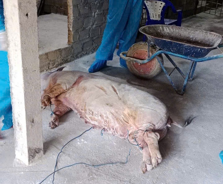 Các địa phương miền Trung khẩn trương kiểm soát, ngăn chặn dịch tả lợn châu Phi- Ảnh 2.