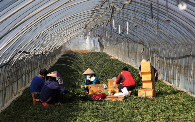 LAO ĐỘNG NƯỚC NGOÀI: Những ngành nghề đang thiếu tại các nước (Kỳ 3)