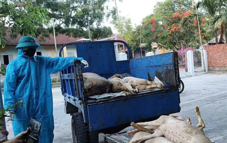Đà Nẵng khoanh vùng, ngăn chặn sự lây lan dịch tả lợn châu Phi- Ảnh 1.