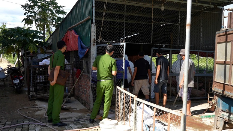 Quảng Ngãi: Phát hiện cơ sở thu mua lợn nhiễm dịch tả lợn châu Phi- Ảnh 2.