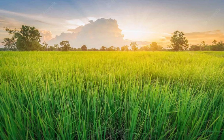 Có được chuyển đất trồng lúa sang đất ở?