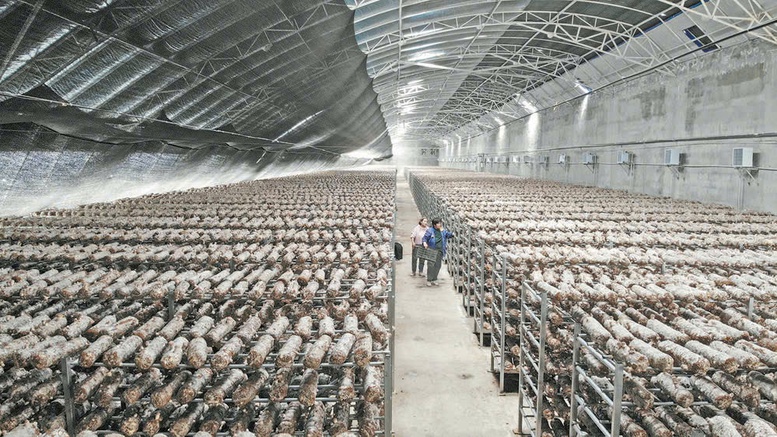 Hành trình tỷ đô của nông sản các nước (Kỳ 1): Nông dân Trung Quốc đổi đời từ cây nấm nhỏ- Ảnh 2.