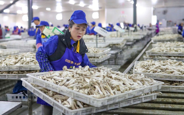 Hành trình tỷ đô của nông sản các nước (Kỳ 1): Nông dân Trung Quốc đổi đời từ cây nấm nhỏ