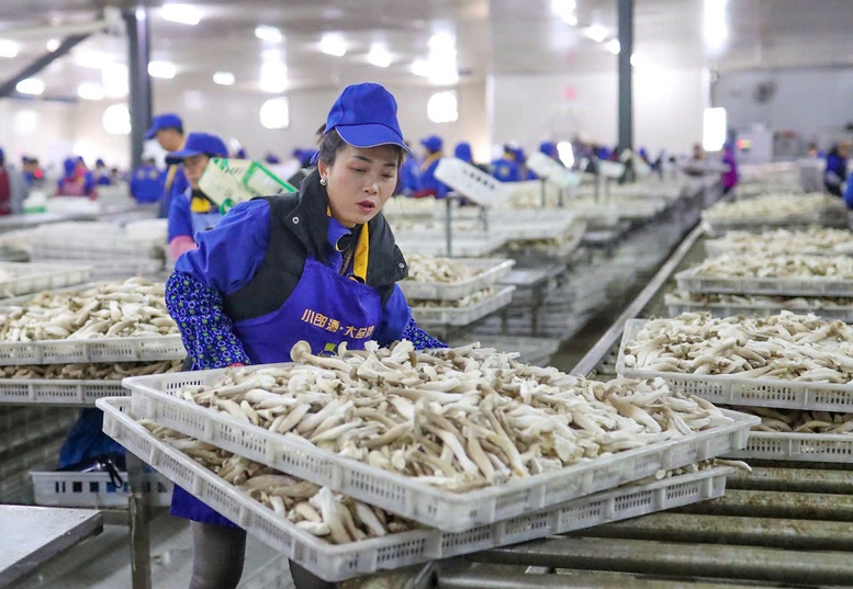 Hành trình tỷ đô của nông sản các nước (Kỳ 1): Nông dân Trung Quốc đổi đời từ cây nấm nhỏ- Ảnh 1.