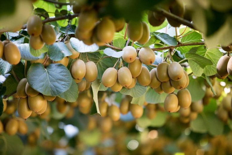 Hành trình tỷ đô của nông sản các nước (Kỳ 4): 'Trái vàng' của New Zealand- Ảnh 1.