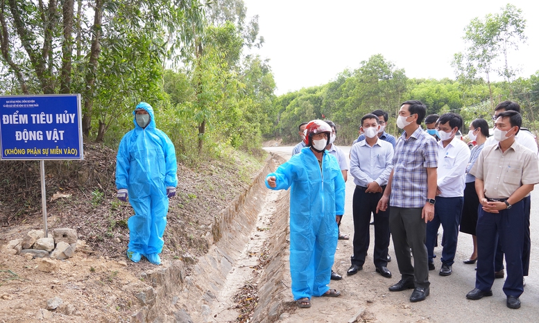 Dịch tả lợn châu Phi lan rộng, Quảng Trị khẩn trương phòng, chống- Ảnh 1.