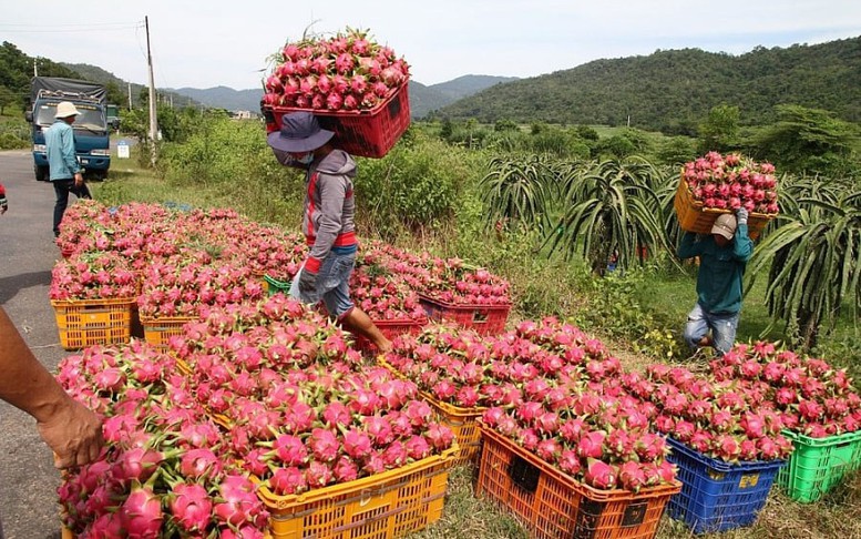 Chỉ đạo, điều hành của Chính phủ, Thủ tướng Chính phủ ngày 25/7/2025