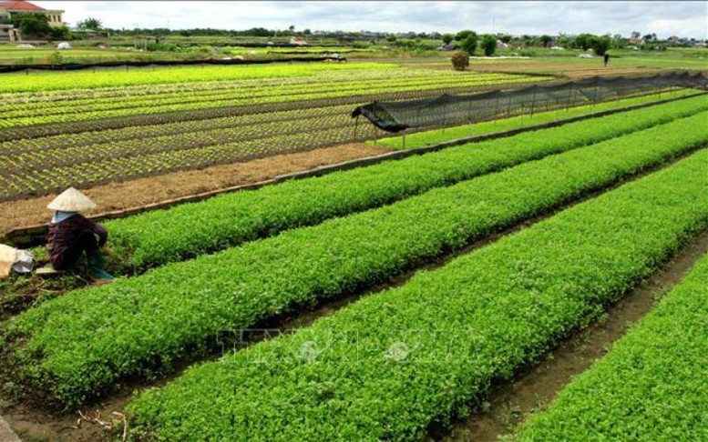Chuyển đất trồng cây thành đất nông nghiệp khác cần điều kiện gì?